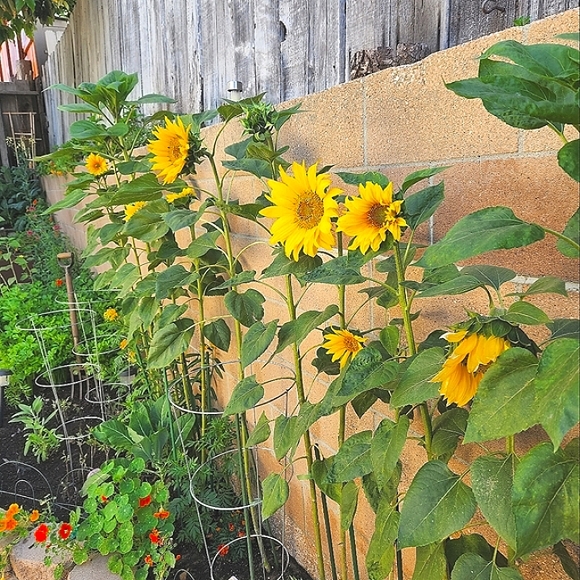 About Sazzle Dazzle✅️FOLLOW LIKE ❤️ Main Listing For Live Show Notifications - Picture 10 of 16